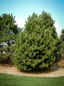 Сосна Чёрная (Pinus Nigra) купить по цене от 270.00р. в интернет-магазине «Посадика» с доставкой почтой в в Вятские Поляные и по всей России – [изображение №1].