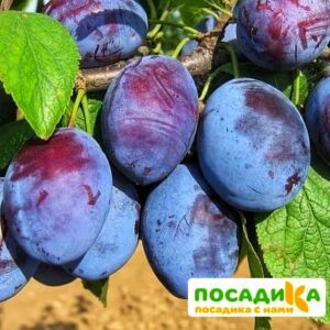 Слива Чачакская ранняя купить по цене от 229.00р. в интернет-магазине «Посадика» с доставкой почтой в в Вятские Поляные и по всей России – [изображение №1].