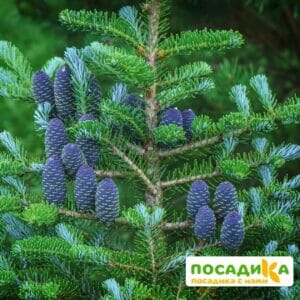 Пихта корейская (Abies koreana) купить по цене от 450.00р. в интернет-магазине «Посадика» с доставкой почтой в в Вятские Поляные и по всей России – [изображение №1].