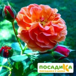 Роза Арабия купить по цене от 350.00р. в интернет-магазине «Посадика» с доставкой почтой в в Вятские Поляные и по всей России – [изображение №1].