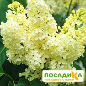 Сирень Примроуз (Primrose) купить по цене от 529.00р. в интернет-магазине «Посадика» с доставкой почтой в в Вятские Поляные и по всей России – [изображение №1].