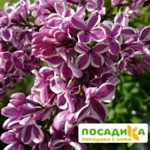 Сирень Сенсация купить по цене от 529.00р. в интернет-магазине «Посадика» с доставкой почтой в в Вятские Поляные и по всей России – [изображение №1].