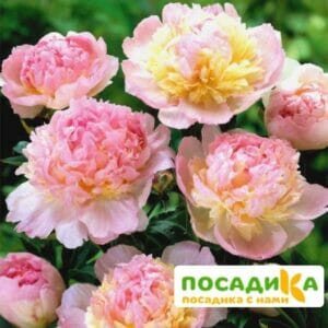 Пион Распберри Сандей (Paeonia Raspberry Sundae) купить по цене от 959р. в интернет-магазине «Посадика» с доставкой почтой в в Вятские Поляные и по всей России – [изображение №1].