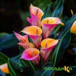 Калла Оникс купить по цене от 450р. в интернет-магазине «Посадика» с доставкой почтой в в Вятские Поляные и по всей России – [изображение №1].