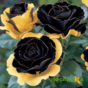 Роза Ханни Сикл купить по цене от 700р. в интернет-магазине «Посадика» с доставкой почтой в в Вятские Поляные и по всей России – [изображение №1].