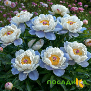 Пион акварельный Этюд купить по цене от 806р. в интернет-магазине «Посадика» с доставкой почтой в в Вятские Поляные и по всей России – [изображение №1].