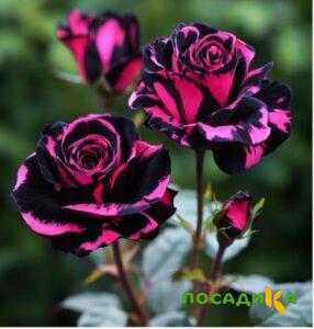Роза Багровый Шепот купить по цене от 366р. в интернет-магазине «Посадика» с доставкой почтой в в Вятские Поляные и по всей России – [изображение №1].