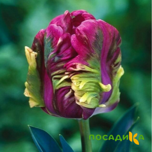 Тюльпан Экзотик Хэвен купить по цене от 186р. в интернет-магазине «Посадика» с доставкой почтой в в Вятские Поляные и по всей России – [изображение №1].