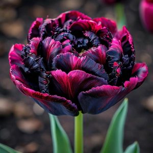 Тюльпан Фламинго купить по цене от 500р. в интернет-магазине «Посадика» с доставкой почтой в в Вятские Поляные и по всей России – [изображение №1].