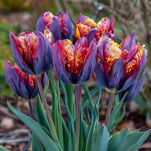 Тюльпан Опал Дрим купить по цене от 207р. в интернет-магазине «Посадика» с доставкой почтой в в Вятские Поляные и по всей России – [изображение №1].